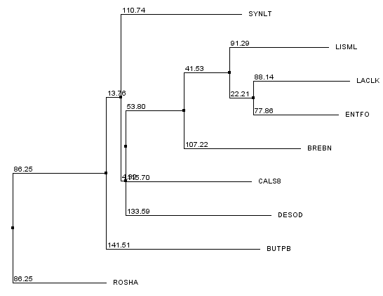 Дерево для последовательностей из файла align_06.fasta, получено методом Neihbour Joining using BLOSUM62