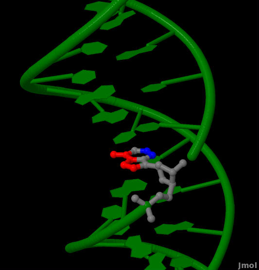 B-форма ДНК