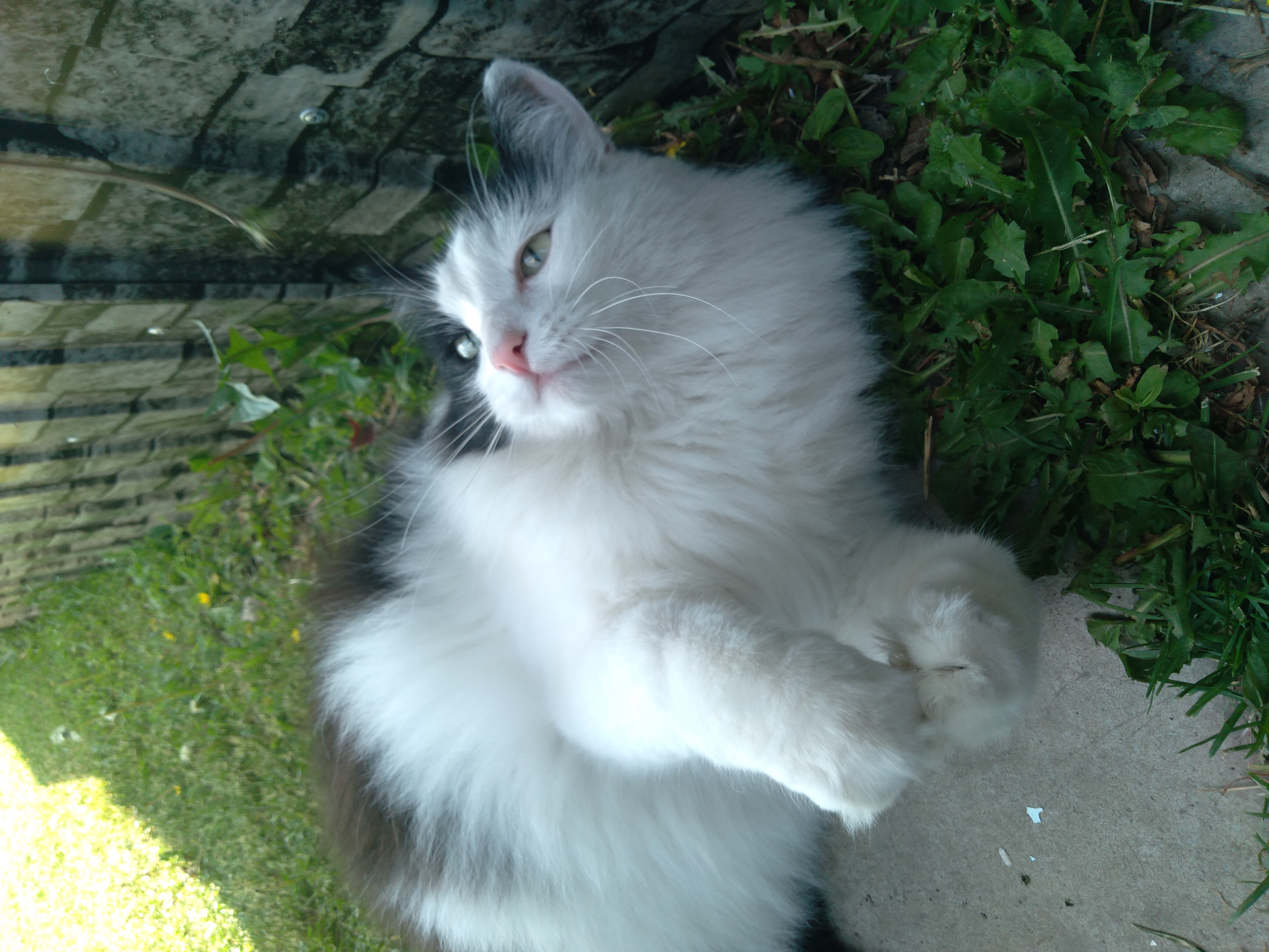 Тут мой кот Вася