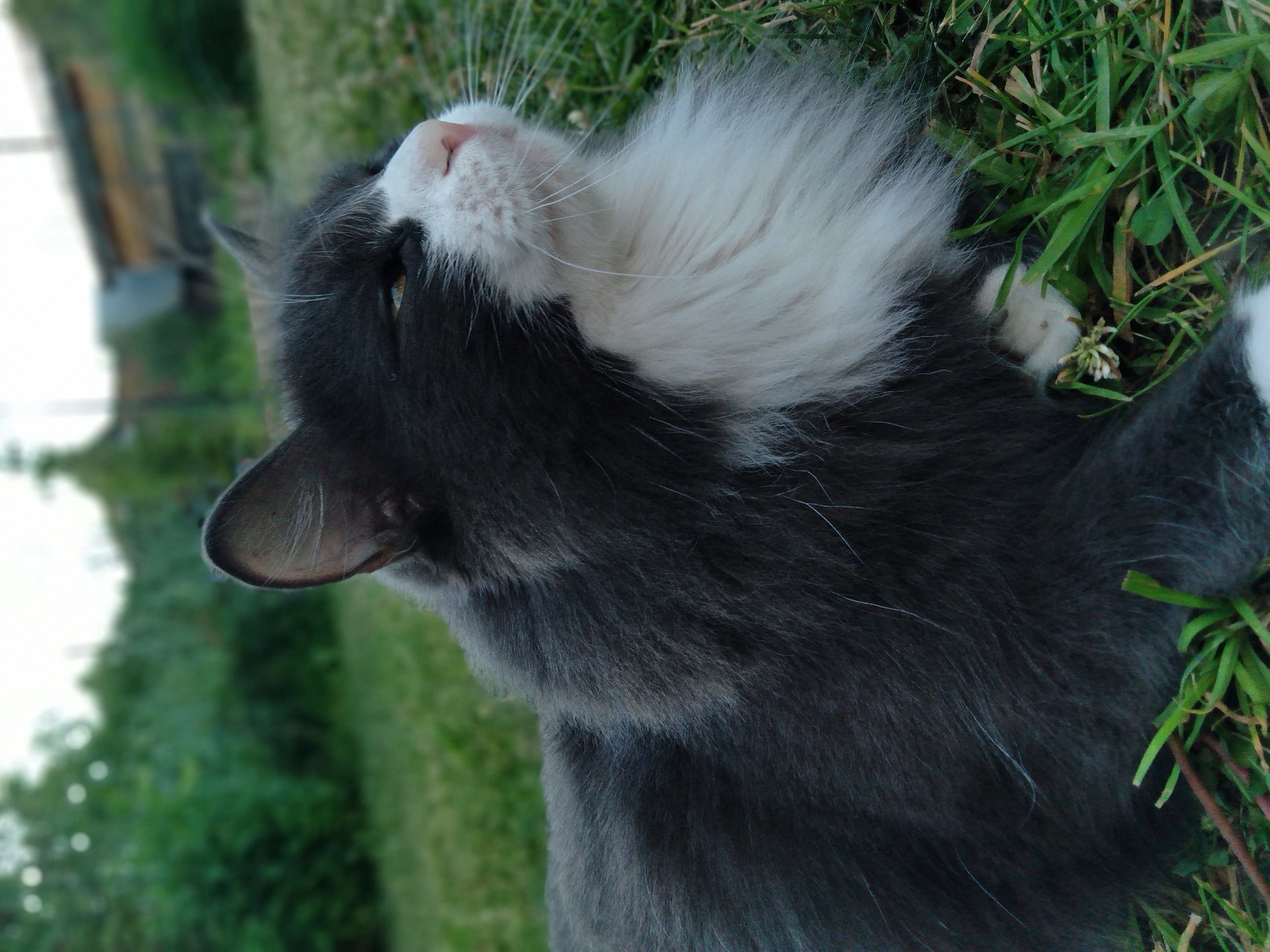 Тут моя кошка Муся