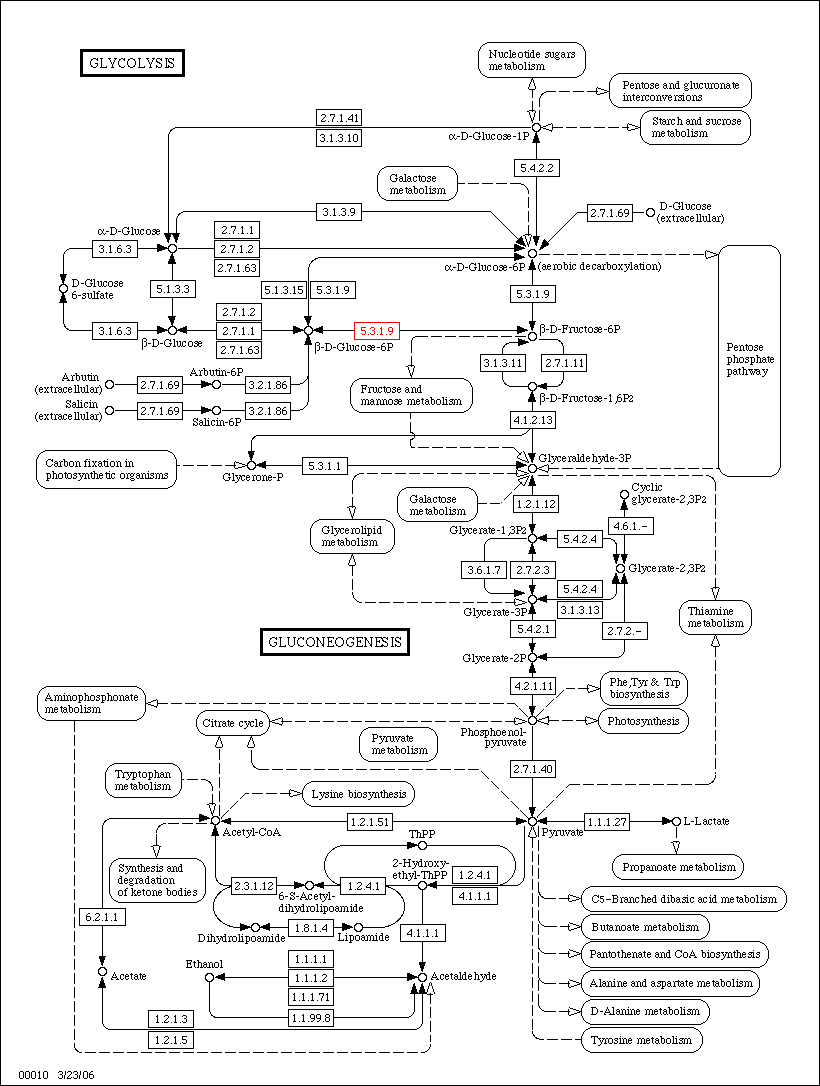 Метаболическая карта человека на русском