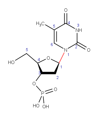 2'-desoxitimidinemonophosphate