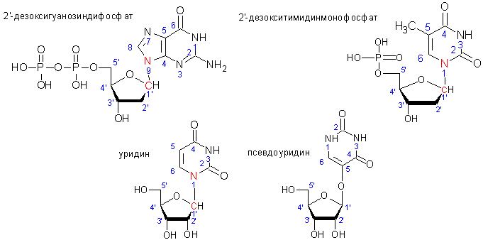 Химическое строение нуклеиновых кислот. ChemSketch | Алена Корягина