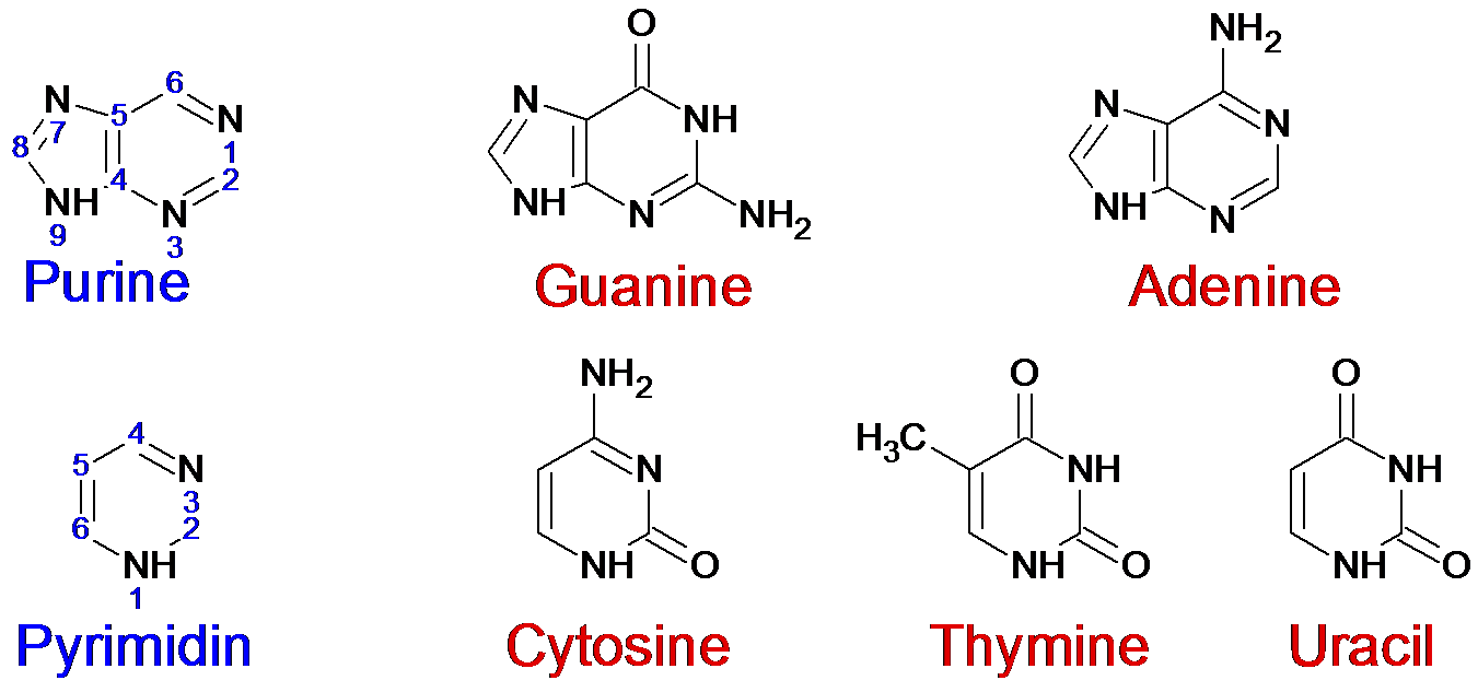 Пиримидин основания. Пурины и пиримидины в ДНК. Пурины и пиримидины формулы. Пурин и пиримидин основания. Пуриновые и пиримидиновые основания ДНК.