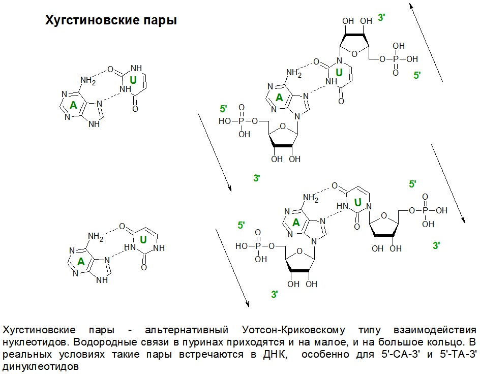 Пары днк. Уотсон Криковские и Хугстиновские пары. Уотсон Криковские пары оснований РНК. Хугстиновские взаимодействия. Хугстиновские взаимодействия характерны для.