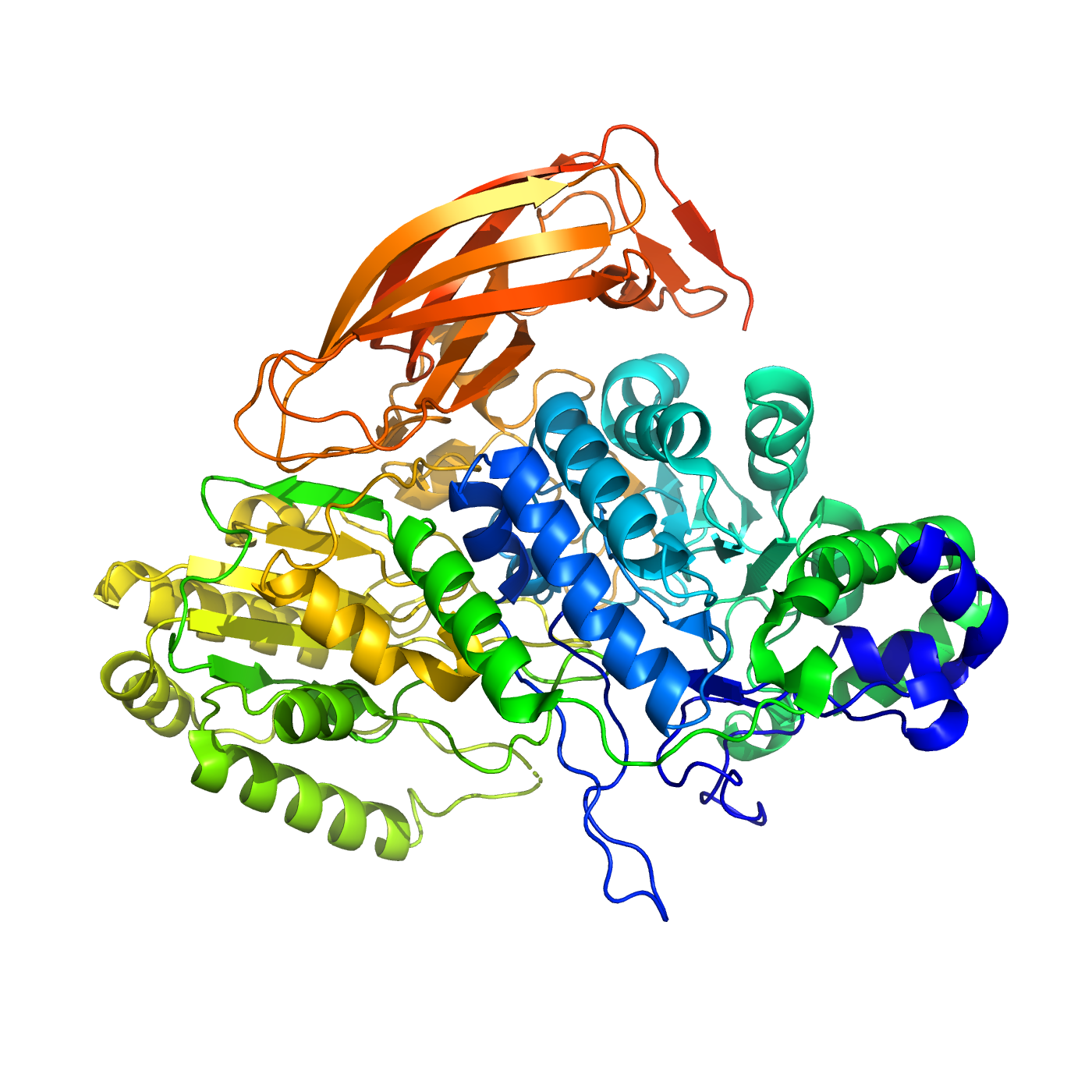Цепь от N-конца к C-концу