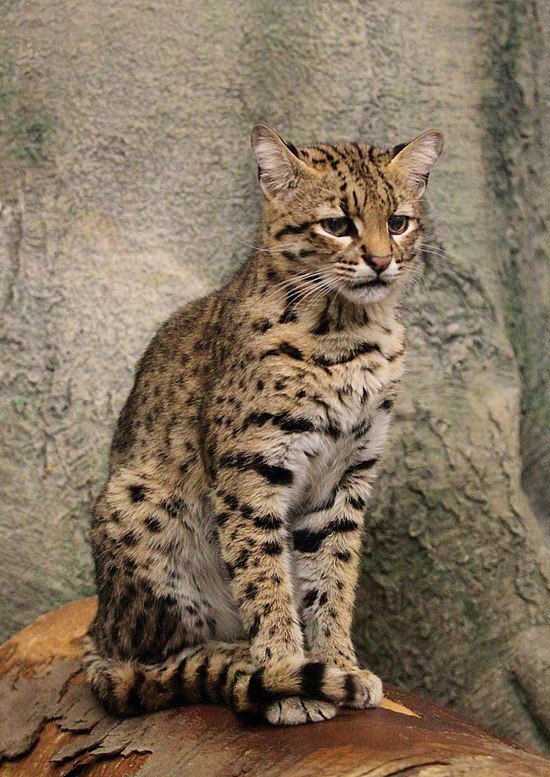 Рис.Фото Leopardus geoffroyi