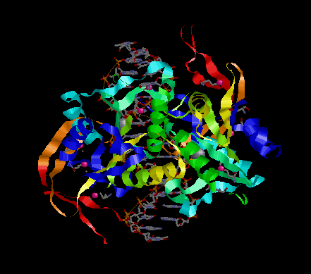 DNA-protein 