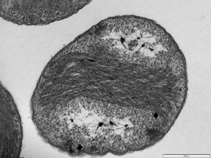  Nitrosococcus oceani