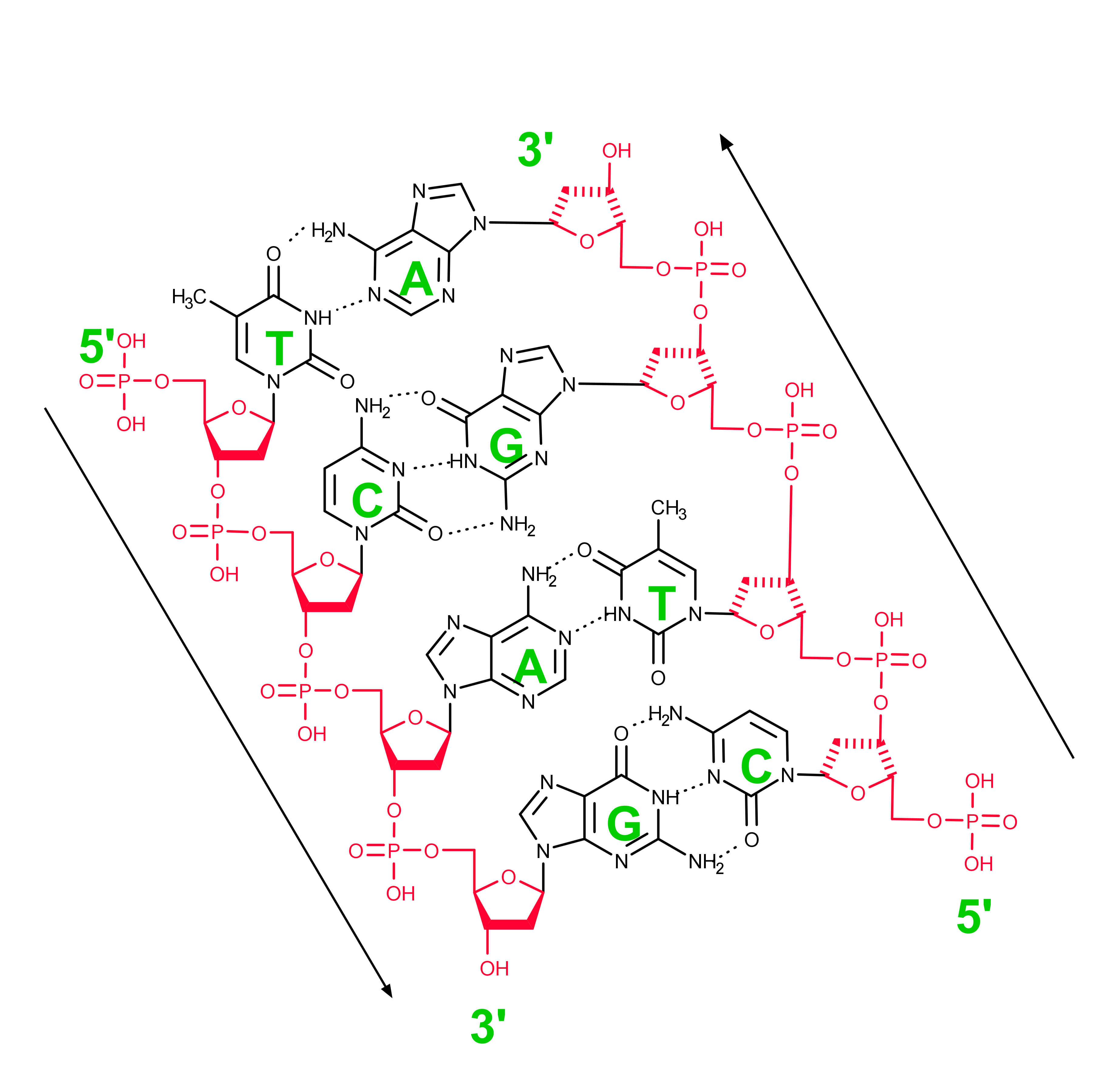 DNA fragment