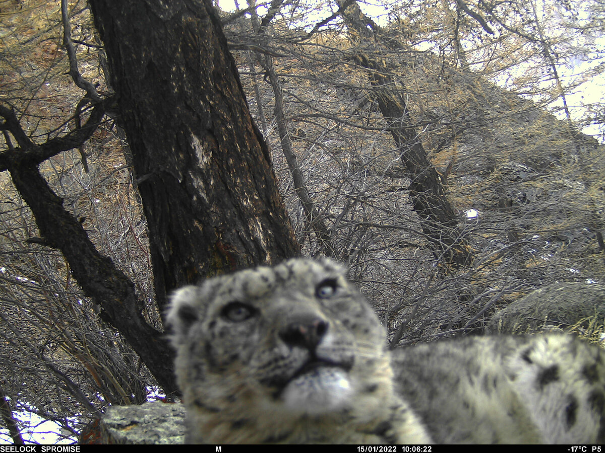 funny snow leopard