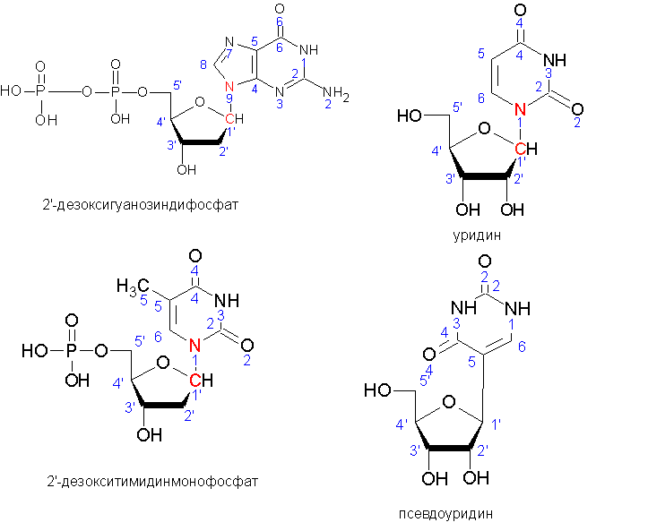 Нуклеотиды и нуклеозиды