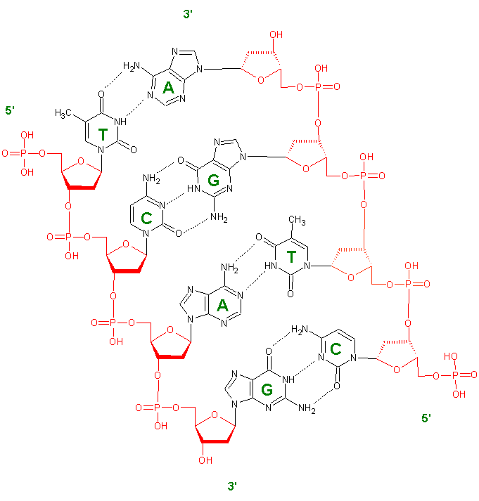 Водородные связи в цепи днк