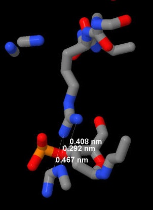 Arginine