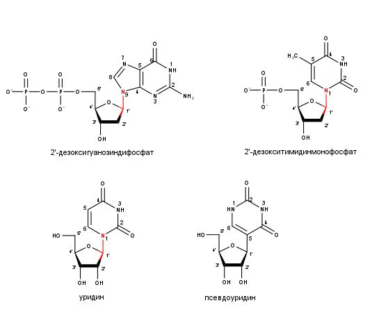 nucl