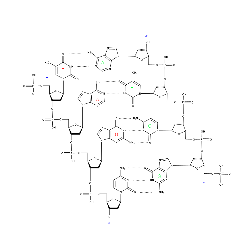 DNA