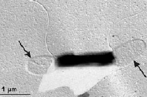 микрофотография Thermotoga maritima, стрелками указана тогa