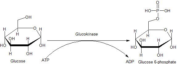 Схема реакции Глюкокиназы