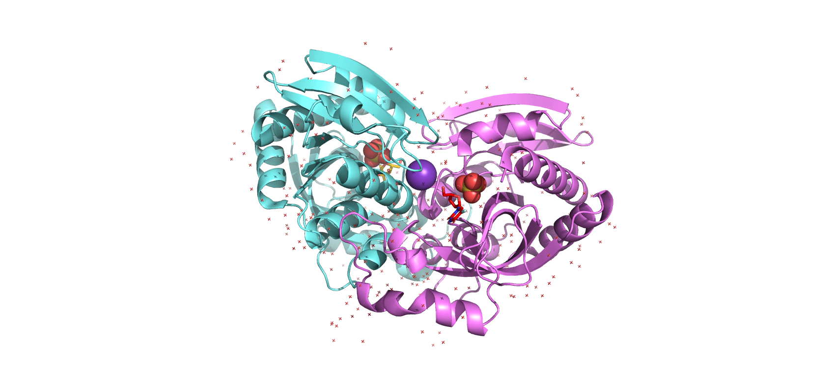 Асимметрическая единица белка