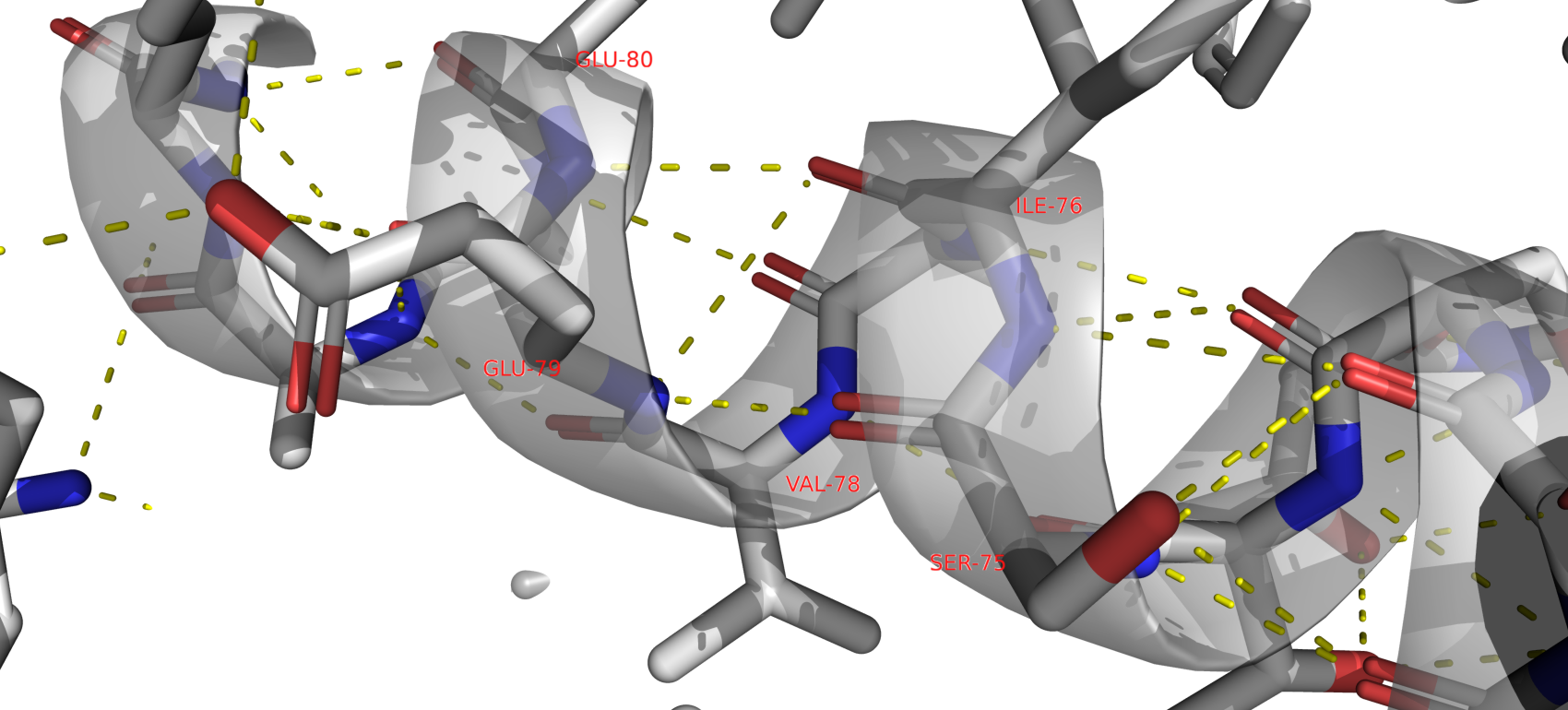 Водородные связи, затрагивающие атомы остова белка