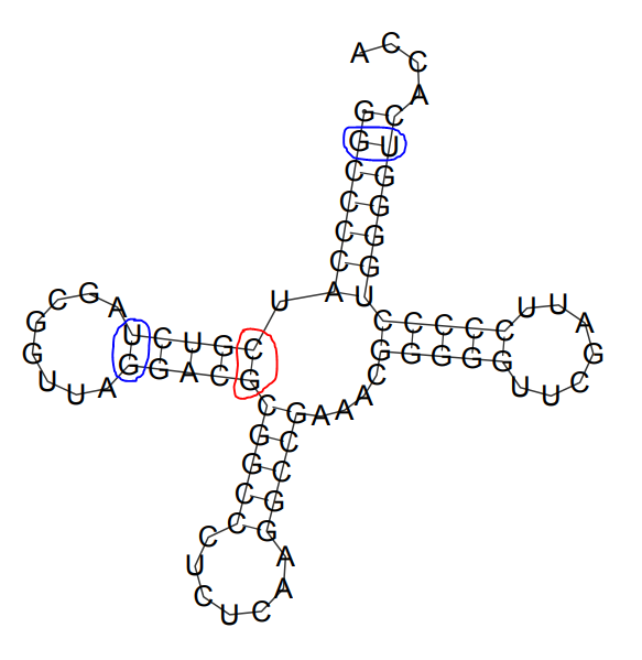 Предсказанная вторичная структура тРНК