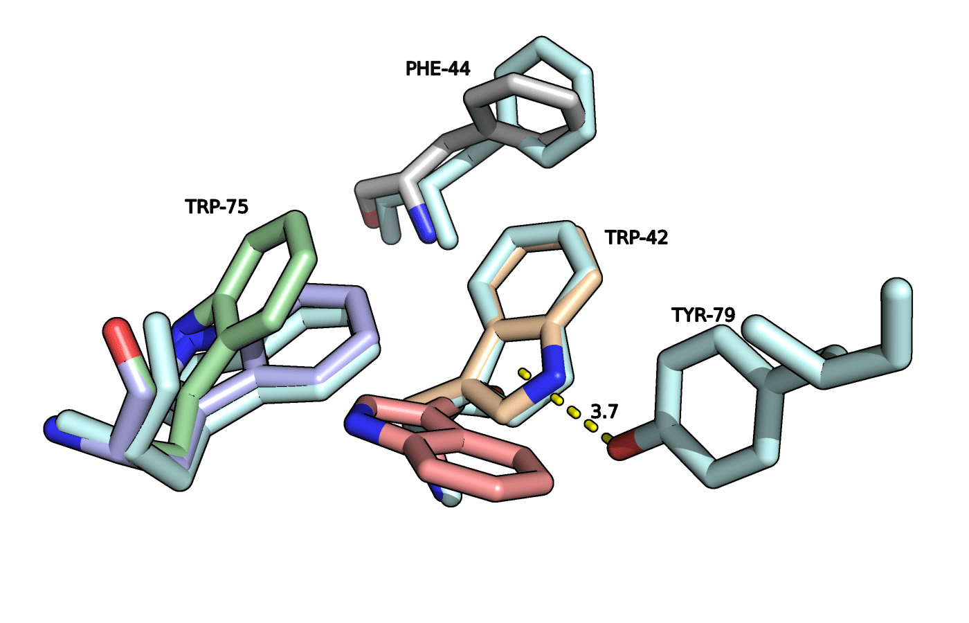 Триптофаны 42 и 75 из структур 5RCQ и 3Q6Y