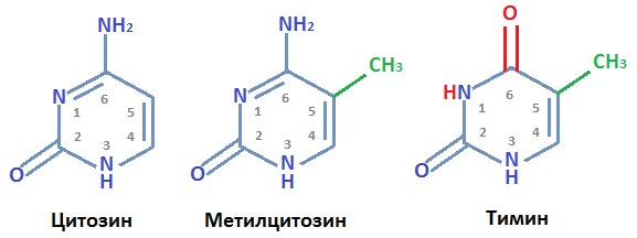 Цитозин, метилированный цитозин, тимин