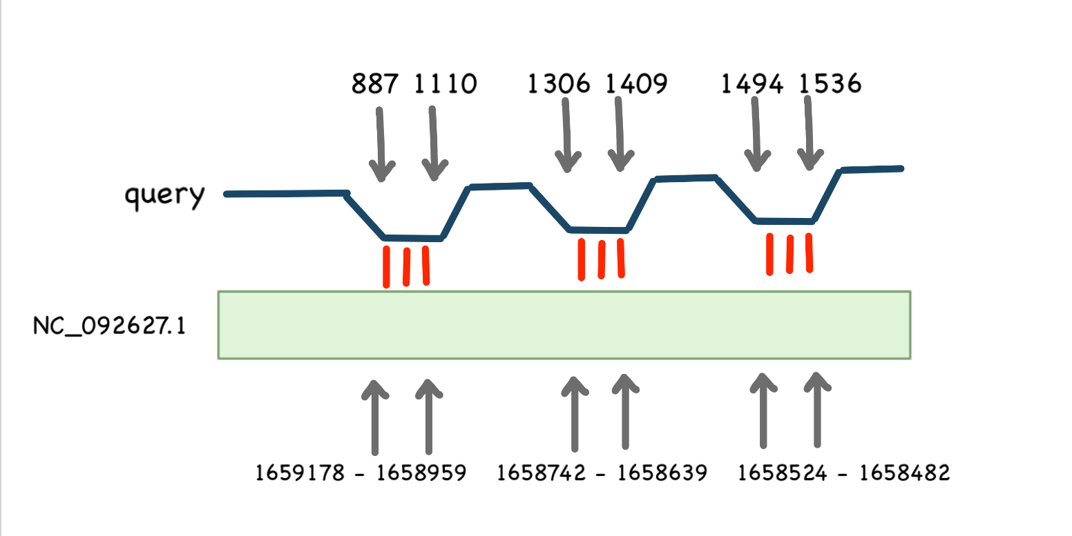 Схема выравнивания для 16s RNA
