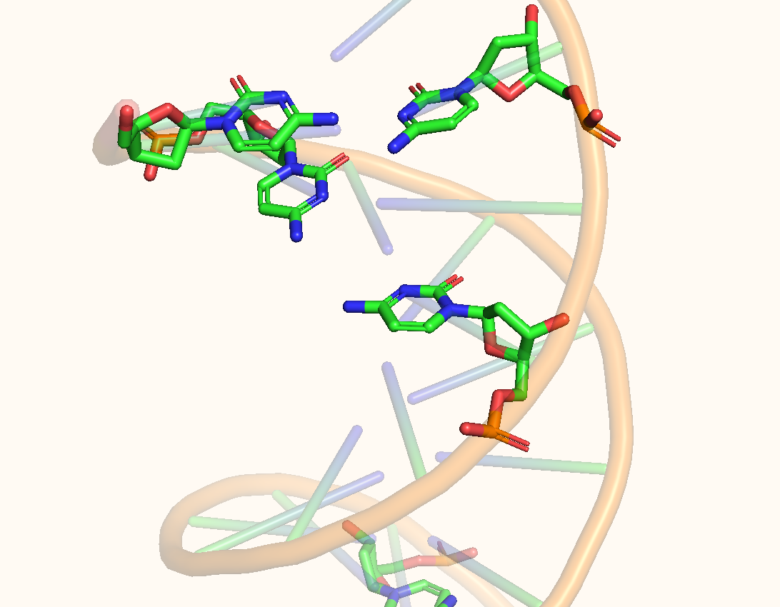 Цитозин в цепи ДНК