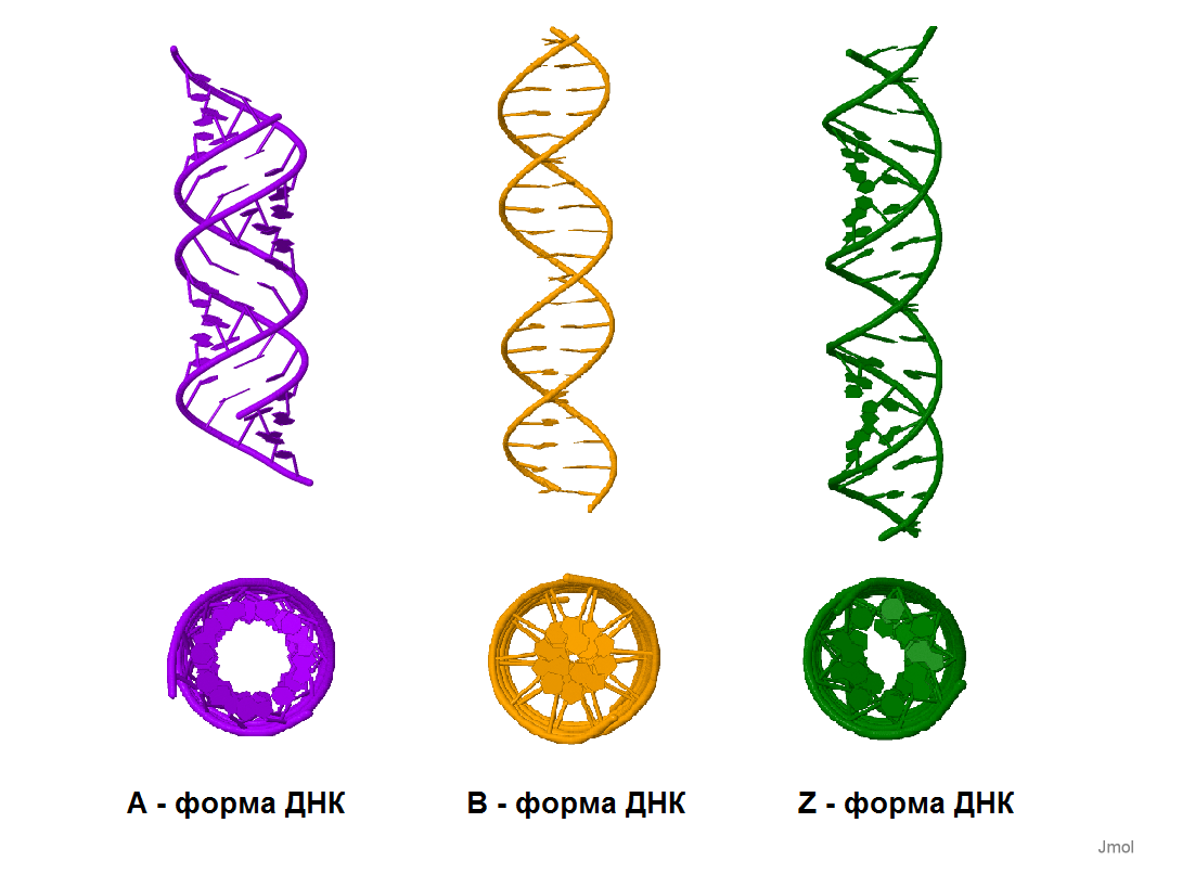 Формы структуры ДНК. A B Z формы ДНК. Типы спиралей ДНК. Конформационные формы ДНК A, В, И Z..