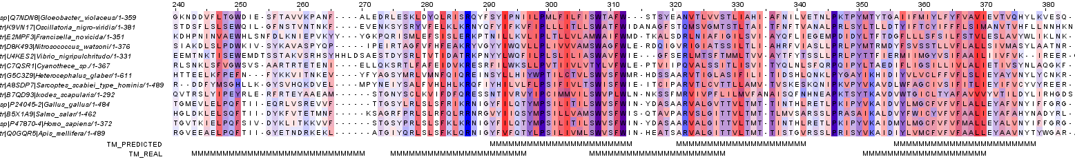 multiple alignment