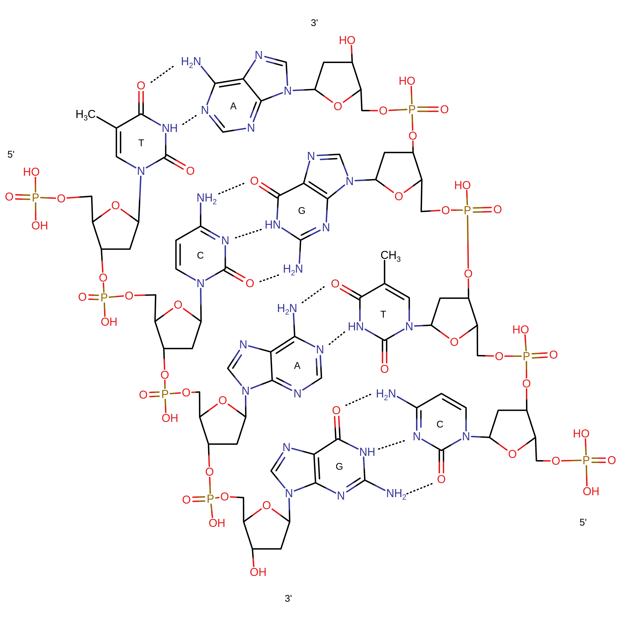 Структура dna