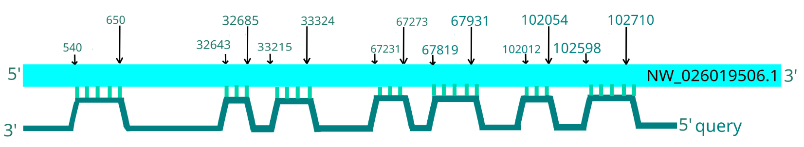 NW_026019506.1