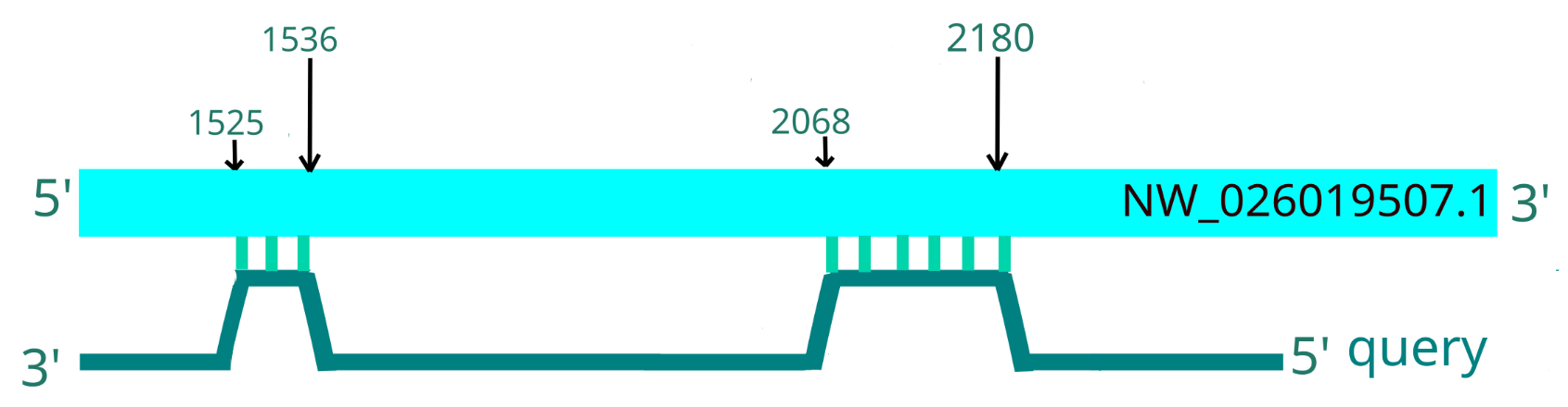 NW_026019507.1