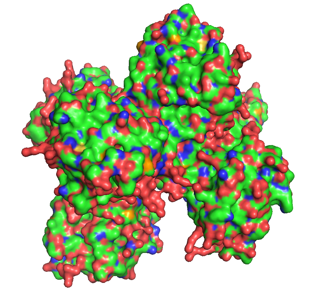 protein 1YGZ surface