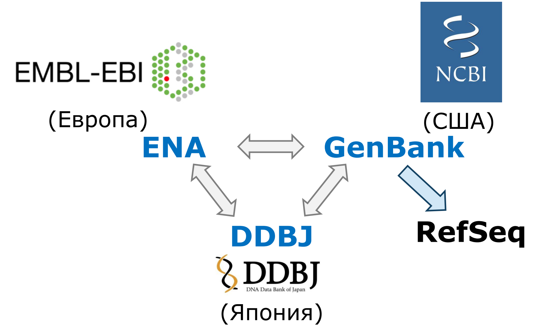 scheme of nucleotide databases