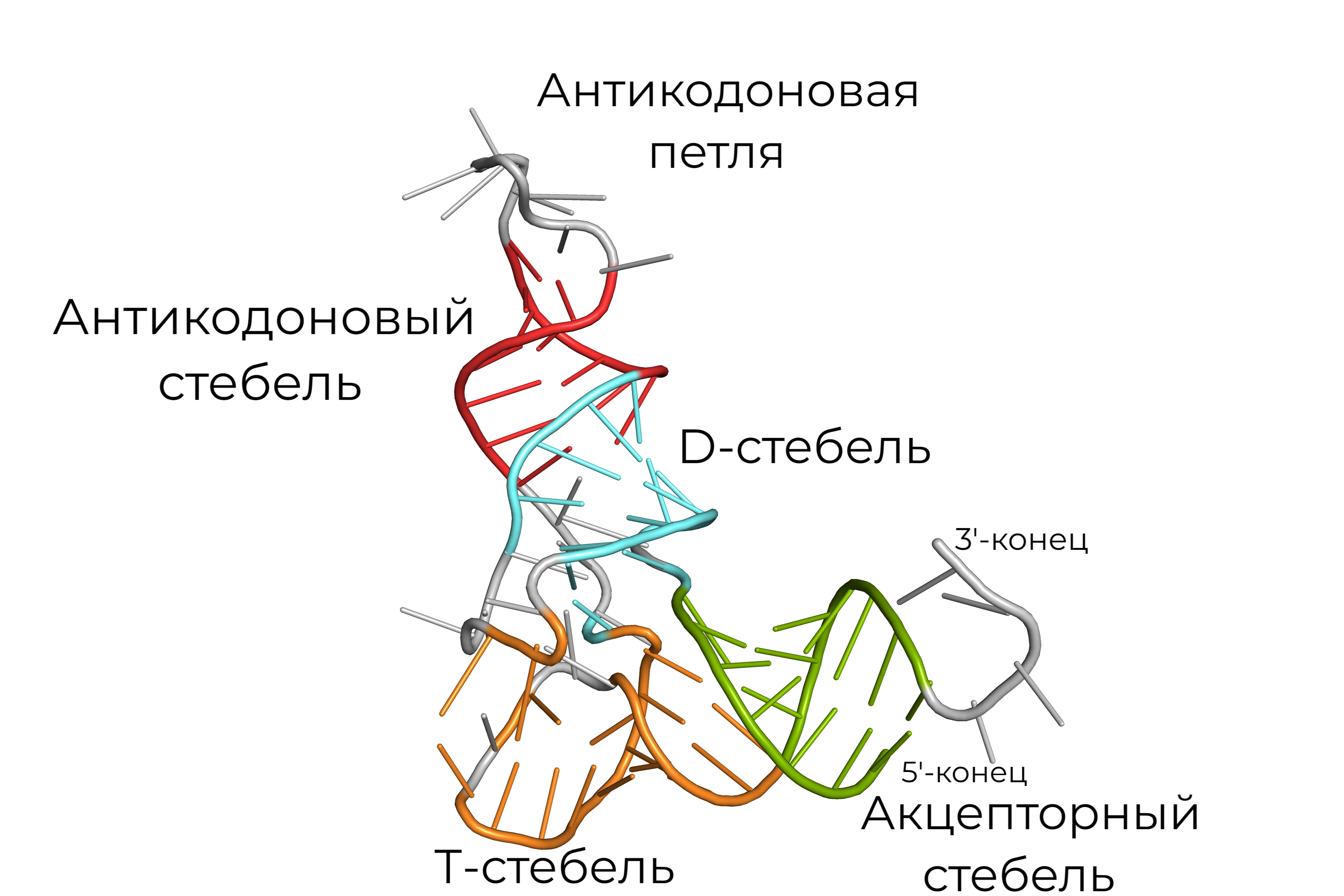 tRNA helices