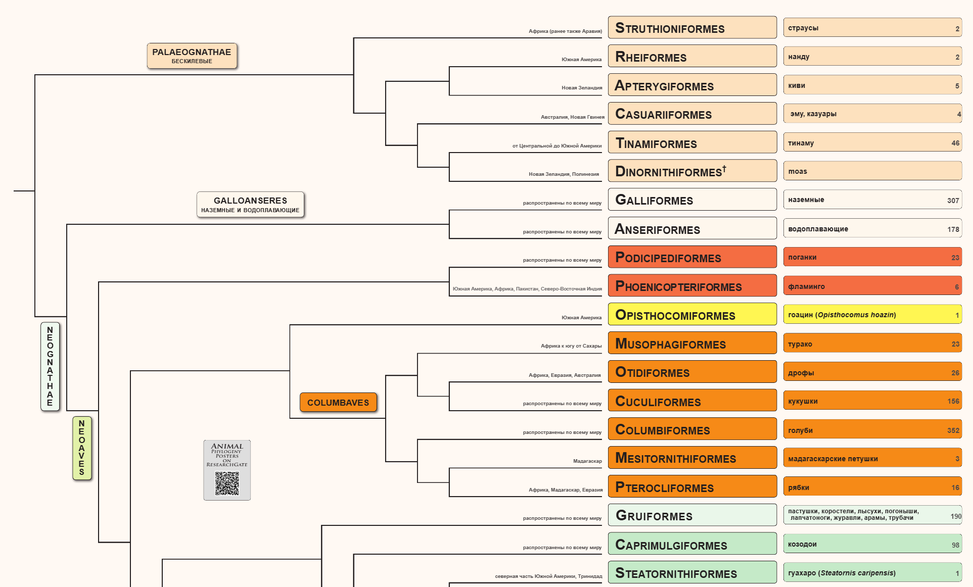 Aves phylogeny
