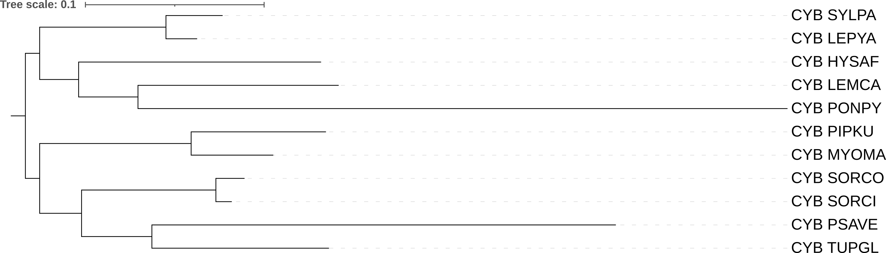 Дерево IQ-Tree