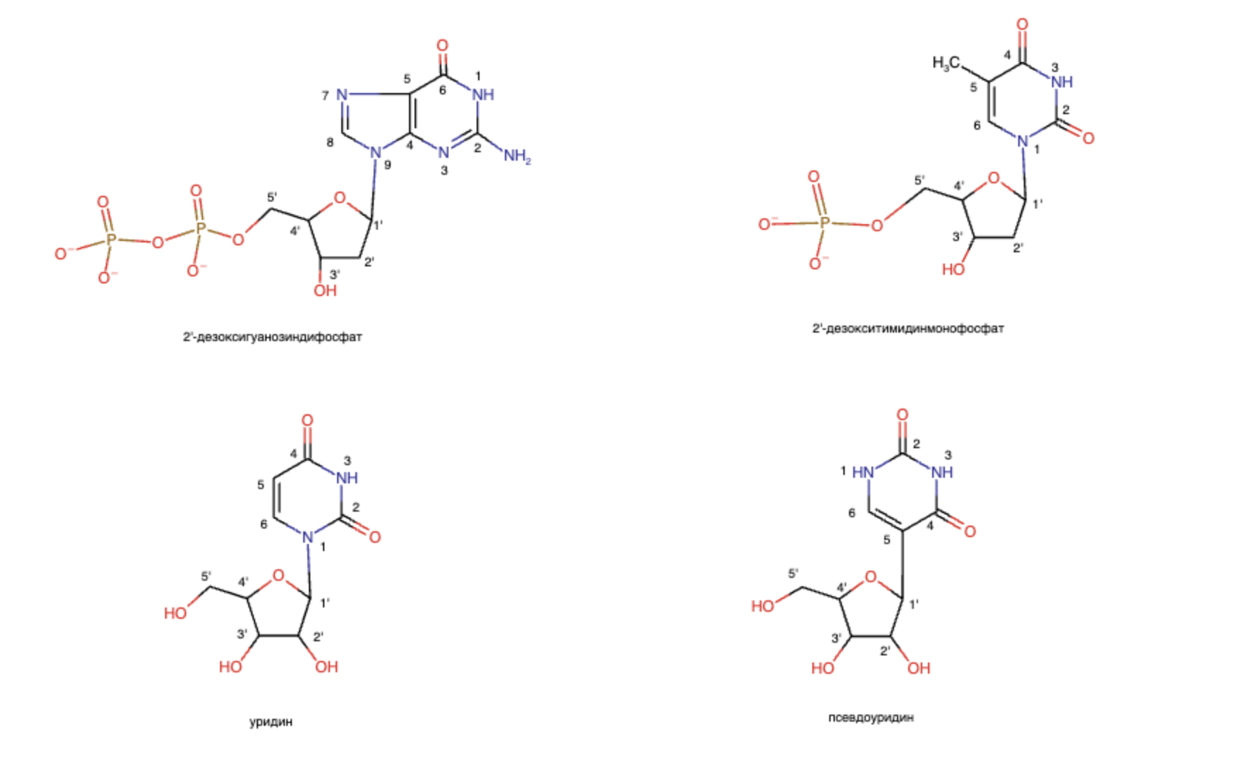 Nucleotids