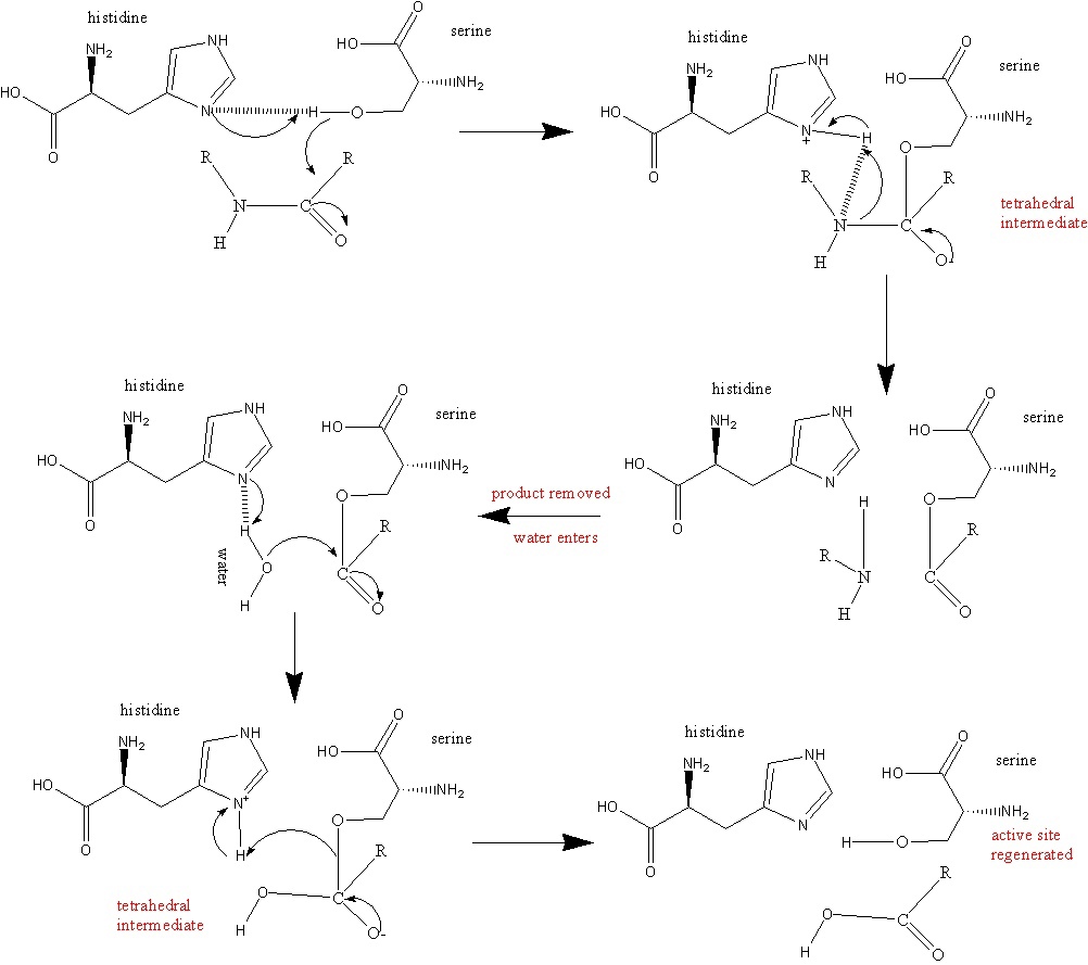 phosphatase