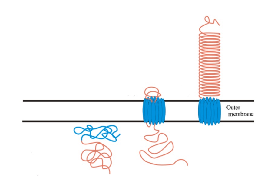 phosphatase