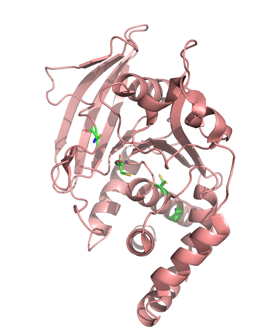7FRT cysteins