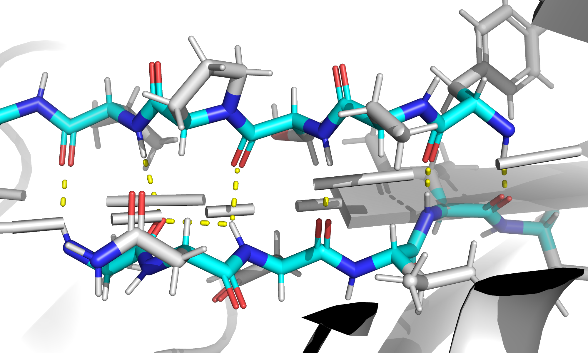 hydrogen bonds in protein frame