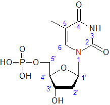 2'-