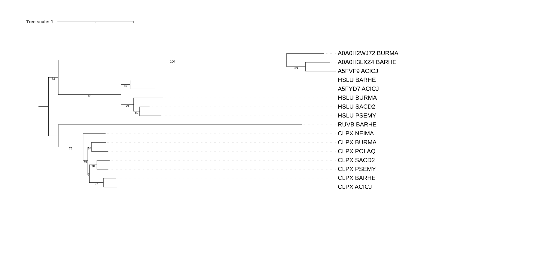 Филогенетическое дерево