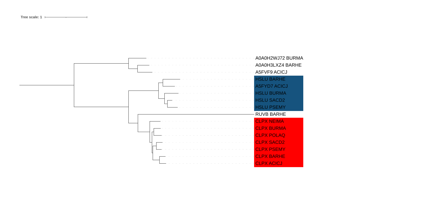 Дерево с ортологическими группами