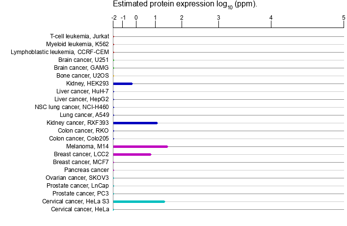 Тканевая специфичность экспрессии MTRR
