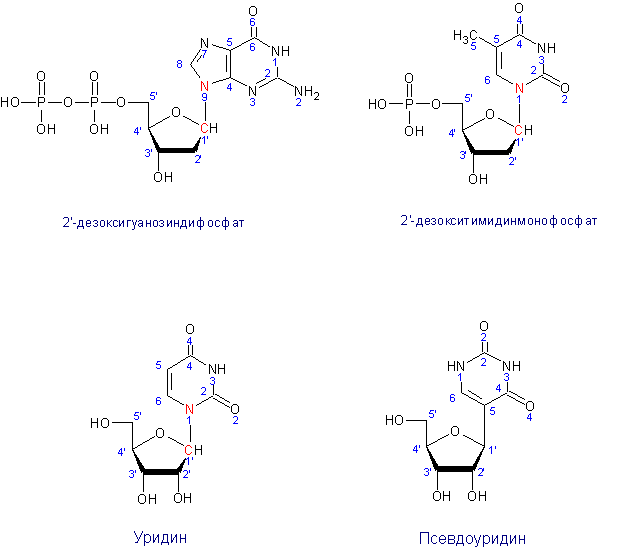 Схема образования уридина