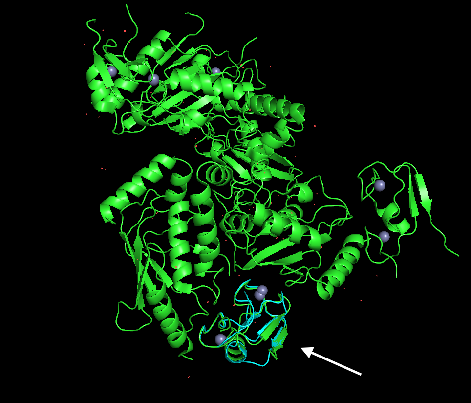 scene in pymol